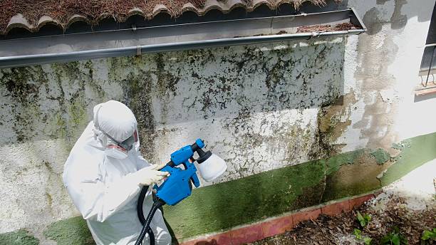 Trusted Mold Remediation service in Bethel, MN - Cheap Mold Removal
